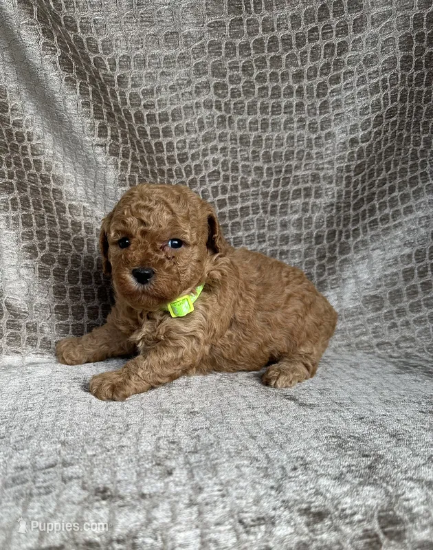Lime Collar Apricot Female – Poodle - Miniature  puppy for sale in Hot Springs, AR