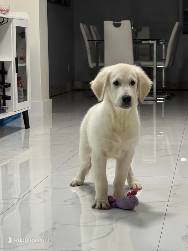 Bronco  – English Cream Golden Retriever puppy for sale in Miami, FL