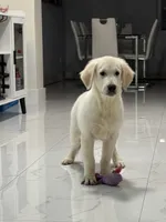 Bronco , a male English Cream Golden Retriever for sale in Miami, FL – 2 of 3