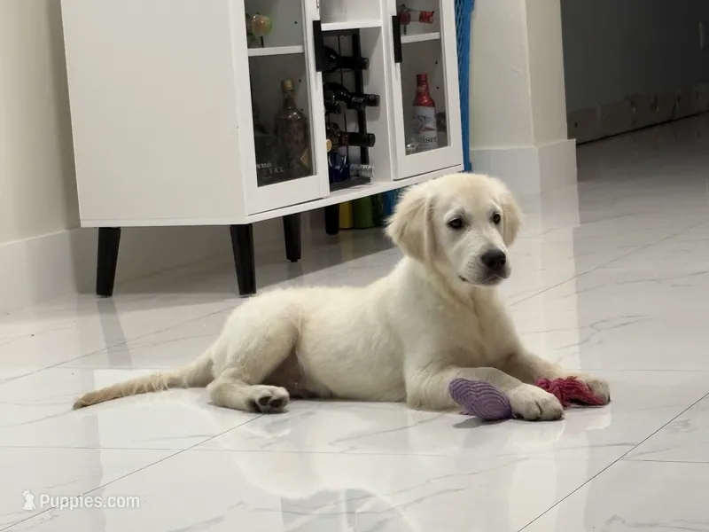 Bronco  – English Cream Golden Retriever puppy for sale in Miami, FL