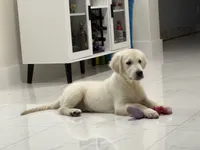 Bronco , a male English Cream Golden Retriever for sale in Miami, FL – 1 of 3