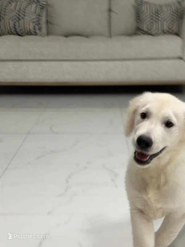 Milo – English Cream Golden Retriever puppy for sale in Miami, FL