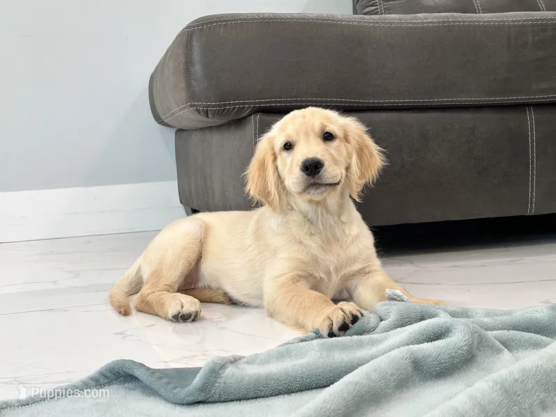 Katty  – Golden Retriever puppy for sale in Miami, FL