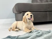 Katty , a female Golden Retriever for sale in Miami, FL – 5 of 7