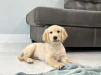 Katty , a female Golden Retriever for sale in Miami, FL – 6 of 7