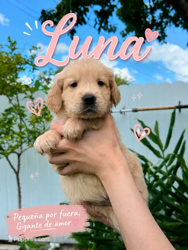 Luna – Golden Retriever puppy for sale in Miami, FL