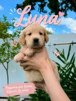 Luna, a female Golden Retriever for sale in Miami, FL – 1 of 1