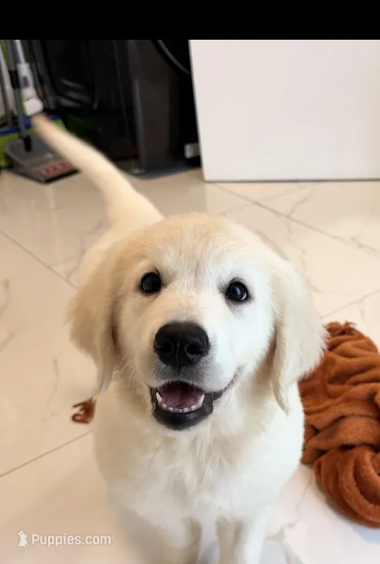 Beily – English Cream Golden Retriever puppy for sale in Miami, FL