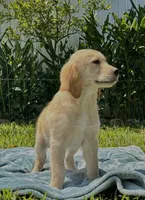 Casper , a male English Cream Golden Retriever for sale in Miami, FL – 2 of 3