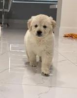 Katty, a female English Cream Golden Retriever for sale in Miami, FL – Photo 2 of 3