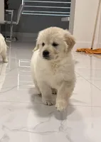 Katty, a female English Cream Golden Retriever for sale in Miami, FL – Photo 3 of 3