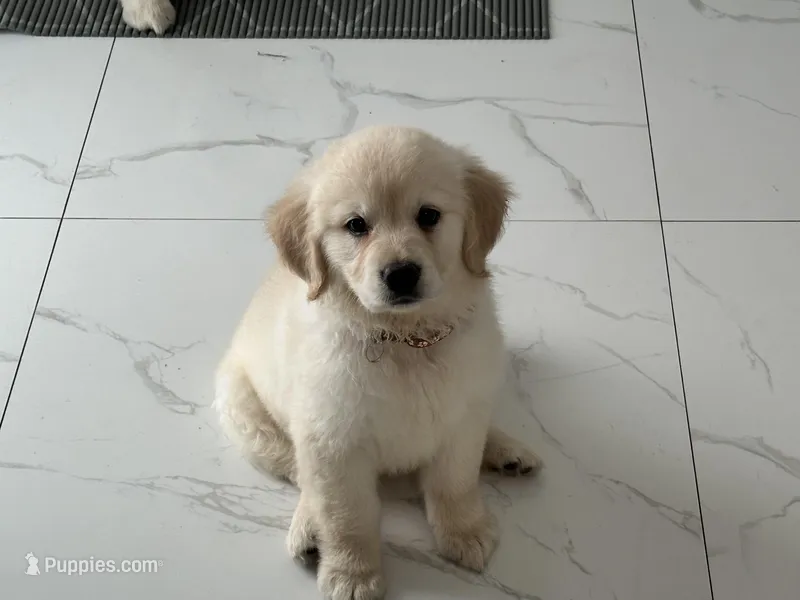 Katty – English Cream Golden Retriever puppy for sale in Miami, FL