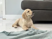 Katty , a female Golden Retriever for sale in Miami, FL – 2 of 7