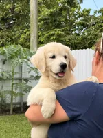 Luna, a male English Cream Golden Retriever for sale in Miami, FL – 2 of 2