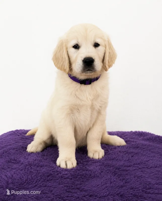Purple 🐶💜💜 – English Cream Golden Retriever puppy for sale in Miami, FL