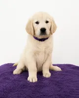 Purple 🐶💜💜, a female English Cream Golden Retriever for sale in Miami, FL – 1 of 2