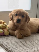 Sacha, a female Golden Retriever for sale in Miami, FL – Photo 2 of 2