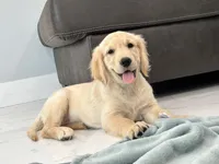 Katty , a female Golden Retriever for sale in Miami, FL – 4 of 7