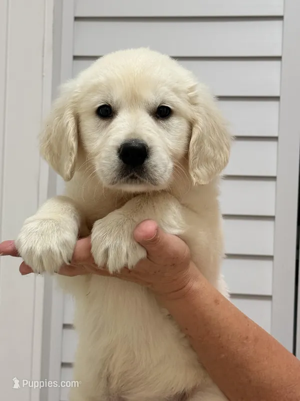 Purple  – English Cream Golden Retriever puppy for sale in Miami, FL