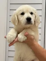 Purple , a female English Cream Golden Retriever for sale in Miami, FL – Photo 2 of 2