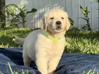 Milo, a male English Cream Golden Retriever for sale in Miami, FL – 2 of 4
