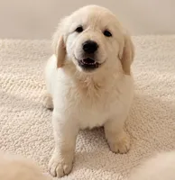 Mia, a female English Cream Golden Retriever for sale in Miami, FL – 1 of 1