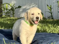 Milo, a male English Cream Golden Retriever for sale in Miami, FL – 4 of 4