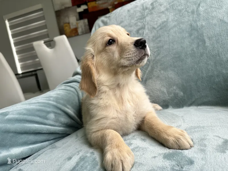 Luna  – Golden Retriever puppy for sale in Miami, FL
