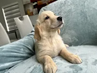 Luna , a female Golden Retriever for sale in Miami, FL – 1 of 2