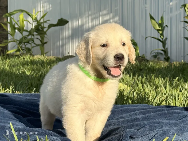 Milo – English Cream Golden Retriever puppy for sale in Miami, FL