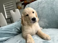 Luna , a female Golden Retriever for sale in Miami, FL – 2 of 2