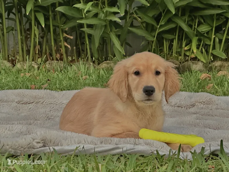 Katty  – Golden Retriever puppy for sale in Miami, FL