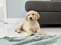 Katty , a female Golden Retriever for sale in Miami, FL – 3 of 7