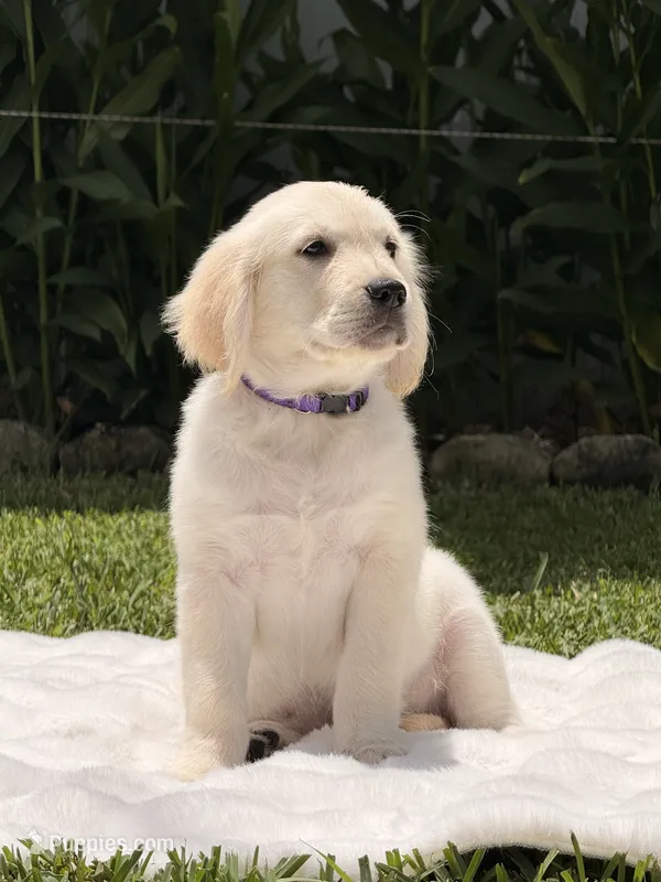Luna – English Cream Golden Retriever puppy for sale in Miami, FL