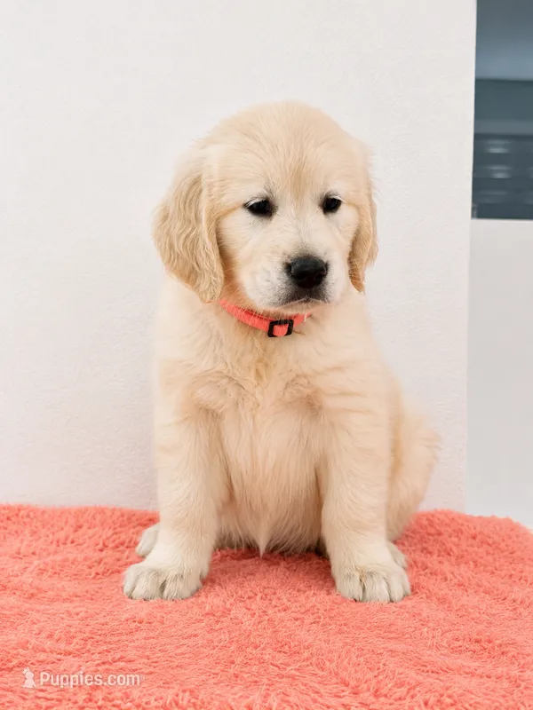 Luna🧡🧡🐶 – English Cream Golden Retriever puppy for sale in Miami, FL