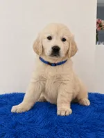 Max, a male English Cream Golden Retriever for sale in Miami, FL – 2 of 2
