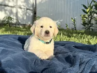 Casper , a male English Cream Golden Retriever for sale in Miami, FL – 3 of 3