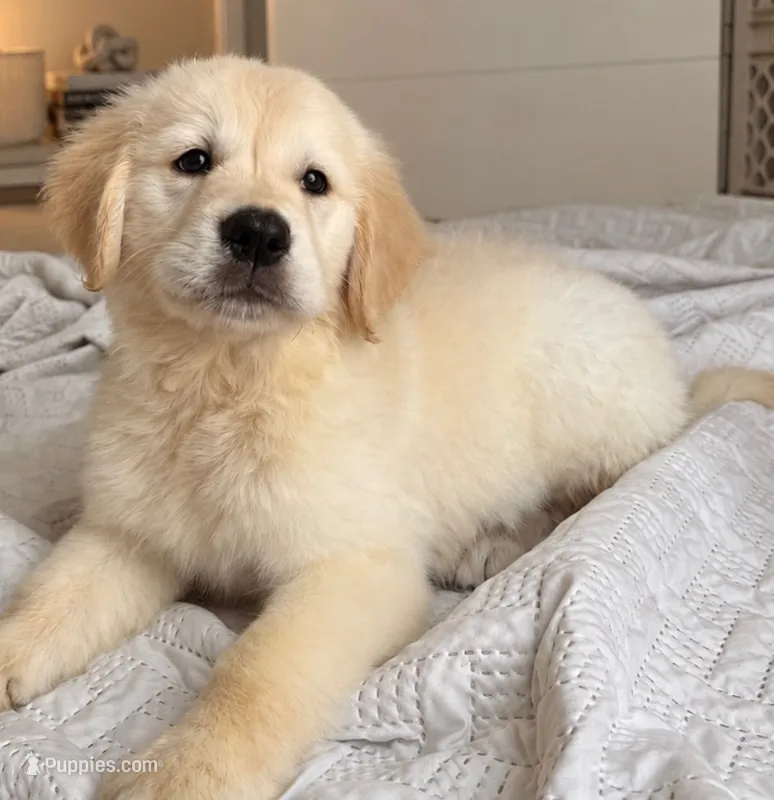 Zoe – English Cream Golden Retriever puppy for sale in Miami, FL