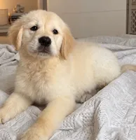 Zoe, a female English Cream Golden Retriever for sale in Miami, FL – 1 of 1