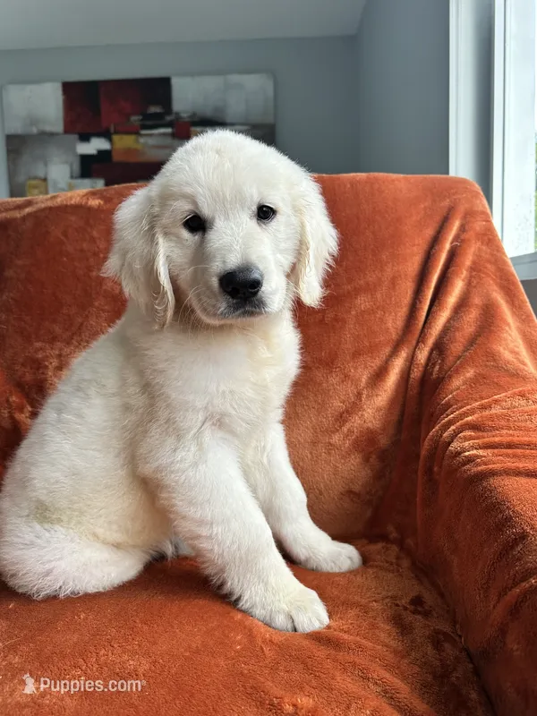 Max – English Cream Golden Retriever puppy for sale in Miami, FL