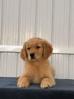 Linda , a female Golden Retriever for sale in Miami, FL – Photo 1 of 3