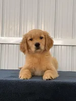 Linda , a female Golden Retriever for sale in Miami, FL – Photo 3 of 3