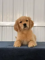 Linda , a female Golden Retriever for sale in Miami, FL – Photo 2 of 3