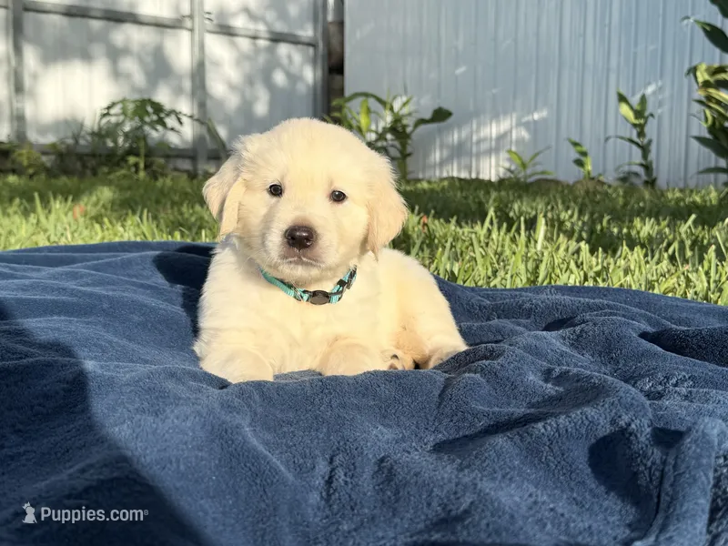 Casper  – English Cream Golden Retriever puppy for sale in Miami, FL
