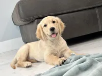 Katty , a female Golden Retriever for sale in Miami, FL – 7 of 7
