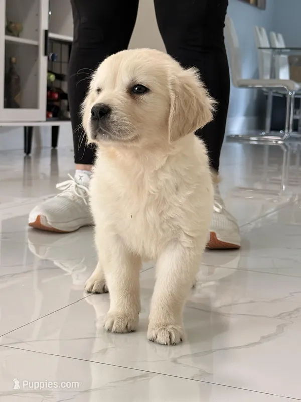 Pink  – English Cream Golden Retriever puppy for sale in Miami, FL
