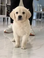 Pink , a female English Cream Golden Retriever for sale in Miami, FL – Photo 2 of 2