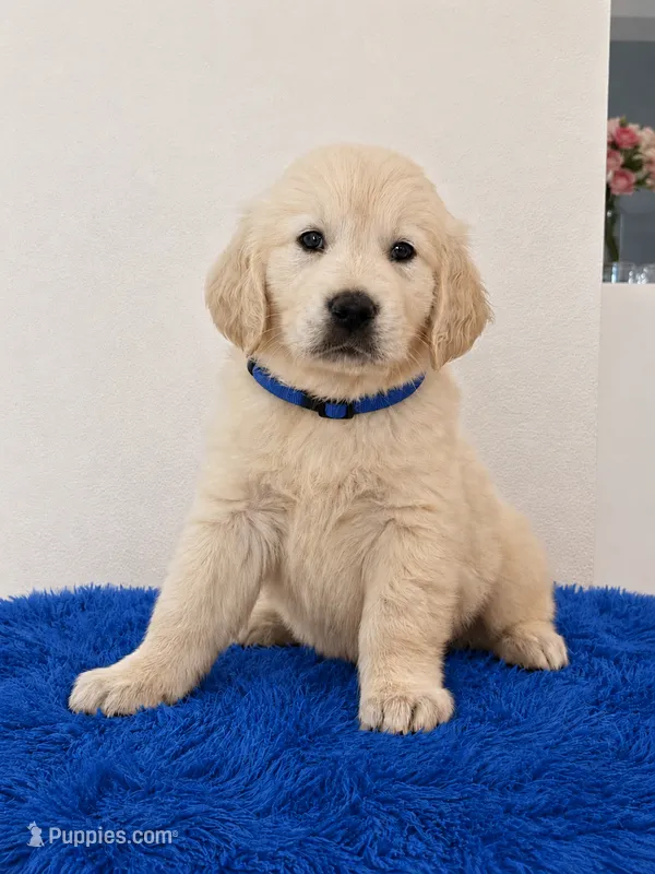Max – English Cream Golden Retriever puppy for sale in Miami, FL