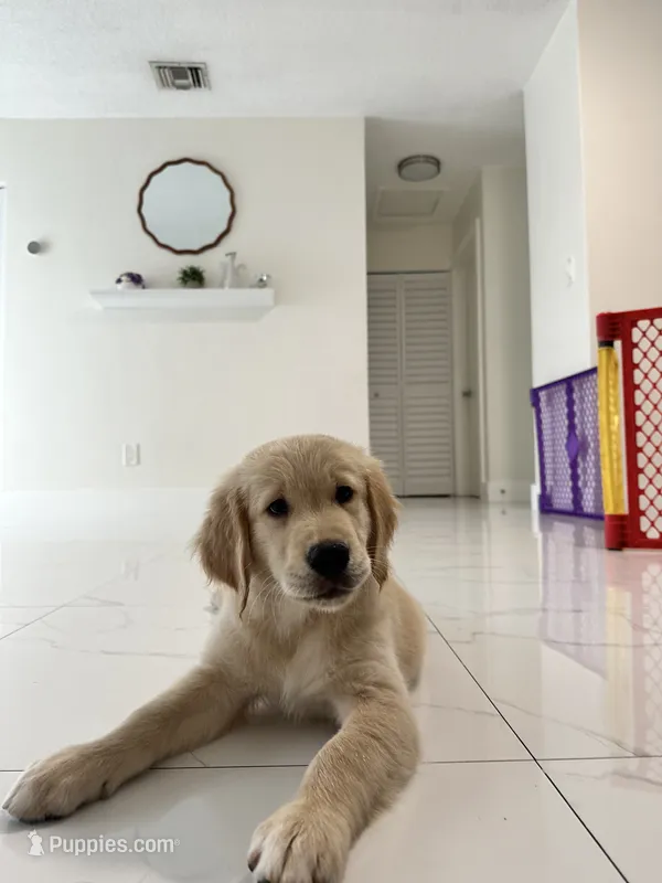 Casper  – English Cream Golden Retriever puppy for sale in Miami, FL