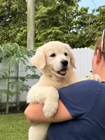 Luna, a male English Cream Golden Retriever for sale in Miami, FL – 1 of 2